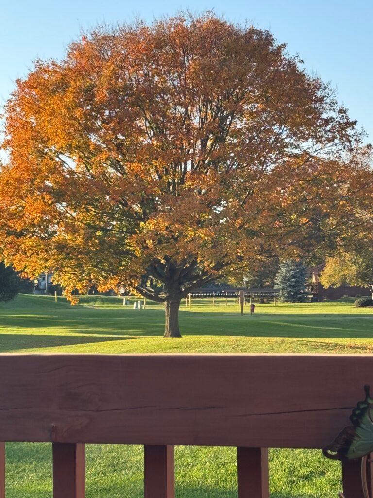 A majestic tree with golden and orange autumn foliage stands in a grassy field with wooden fencing visible in the foreground.